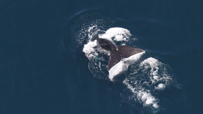 A North Atlantic right whale dives down below the surface of the water around Hudson Canyon during the May 29, 2024 aerial survey flight.