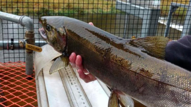 Hatcheries operated by the Nez Perce Tribe supported the reintroduction of Coho salmon (pictured here) to the Lostine River in Oregon in 2020.