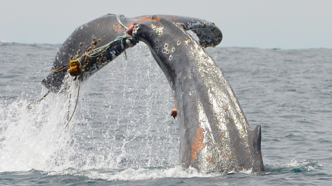The entangled humpback whale slapping its tail minutes before it finally freed itself from fishing gear. Credit: Entangled Whale Response Orange County. Photo taken under NOAA MMHSRP Permit #24359.