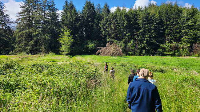 A group of people walk a trail through a floodplain of tall grass with a conifer forest in the distance.