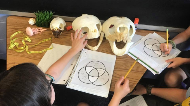 A child's hand extends to the skull of a sea turtle in a classroom environment while another child writes in a notebook.