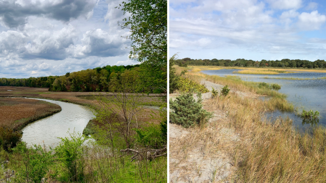 Two images of marshlands, low lying water and tall grasses, side by side.