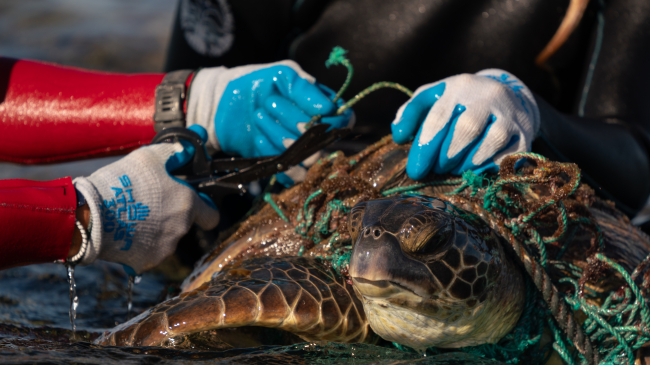 SEPTEMBER 14, 2023: Divers from the Papahānaumokuākea Marine Debris Project (PMDP) removed over 76,000 pounds of abandoned fishing gear from the complex reef system found at Manawai, also called Pearl and Hermes reef. Sea turtles are at high risk for entanglement as they are attracted to the nets for foraging, rest, and shelter.