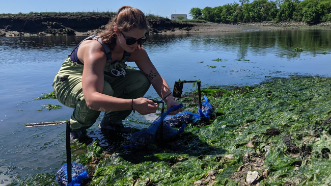 Kennedy crouches down in shallow water, her feet protected from the muddy creek bed by waders. She is securing mesh bags filled with oyster shells to stakes, which are anchored to a muddy area with abundant aquatic vegetation, suggesting that it is under water most of the time.