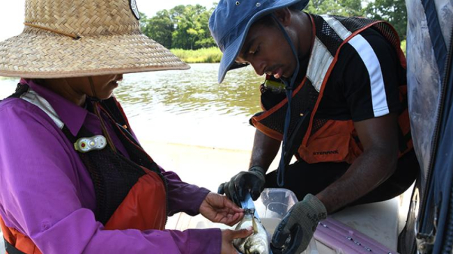 A NOAA Fisheries team checks the length of a fish before inserting a telemetry tag.