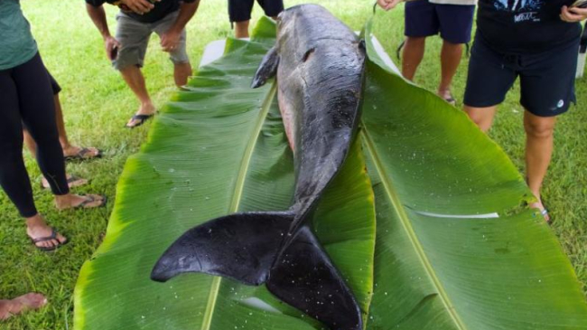 Kiaʻi Kanaloa and Hui Hoʻoleimaluō members respond to a stranded palaoa (whale), a Kogia calf, on Hawaiʻi Island. Their efforts are part of a new and developing stranding response partnership with NOAA Fisheries. 