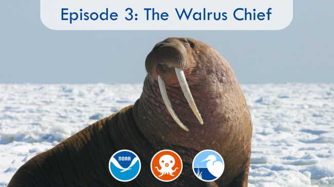 Episode 3: The Walrus ChiefEnter the world of walruses with the Alaska SeaLife Center as your guide! Learn about their hierarchy, their amazing multi-use tusks, and their need for protection.