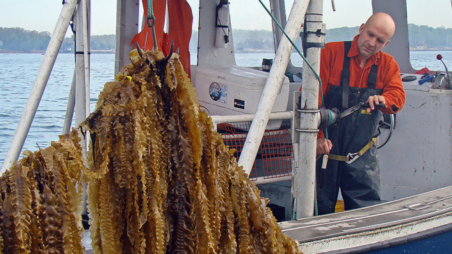 GreenWave co-founder Bren Smith harvesting a line of sugar kelp at his Thimble Island Ocean Farm in Long Island Sound, which grows oysters, mussels, scallops and sugar kelp in waters off Branford, Connecticut. NOAA's Milford Lab is helping businesses expand sustainable aquaculture. 