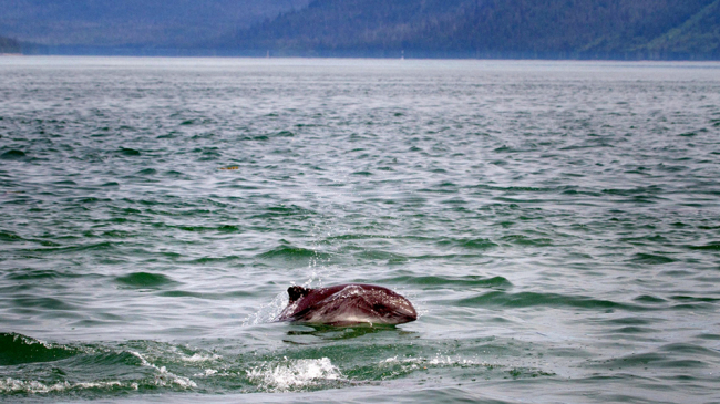 A harbor porpoise off the Coast of Alaska.