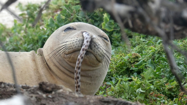 A juvenile Hawaiian monk seal with an eel in its nose.