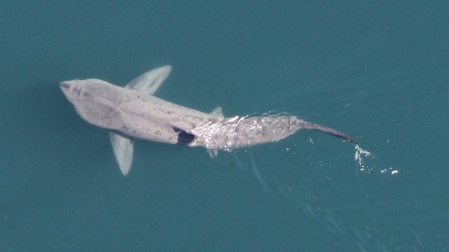 Aerial photo of a basking shark in the ocean. The animals can grow up to 32 feet long, but adults are typically in the 20-26 foot range. 