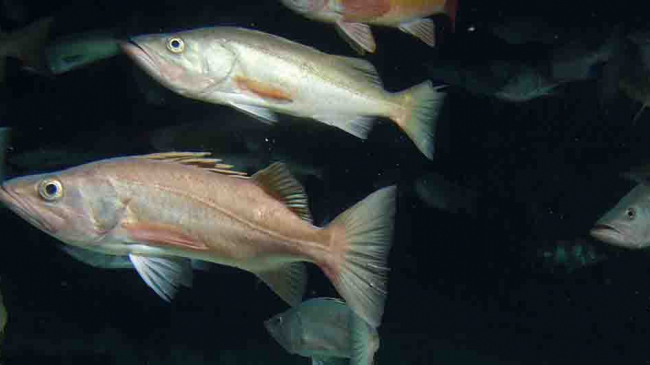 Bocaccio rockfish.