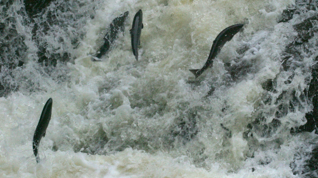 Fish leap upstream in Alaska.