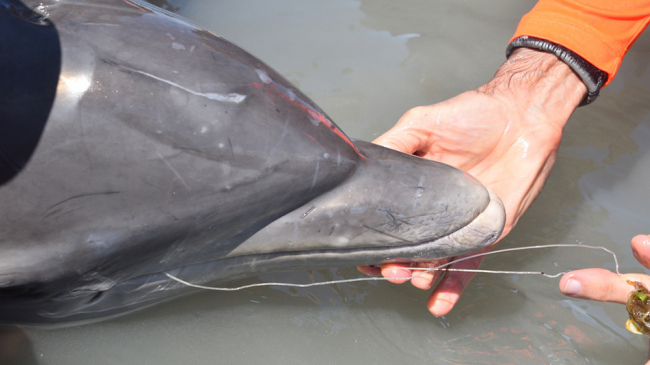 Fishing line in dolphin calf's mouth.