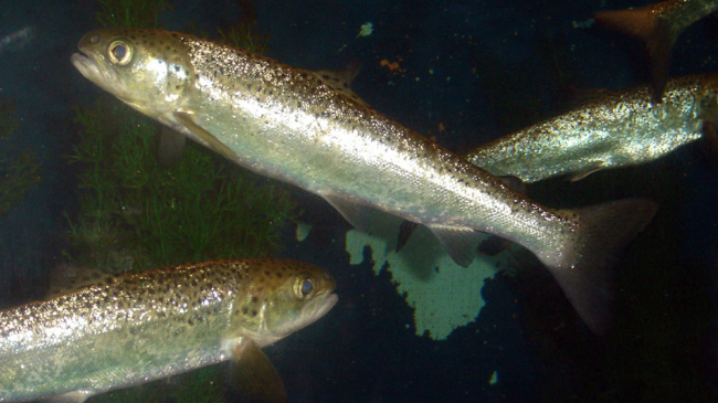 Atlantic salmon are a NOAA Fisheries Species in the Spotlight.
