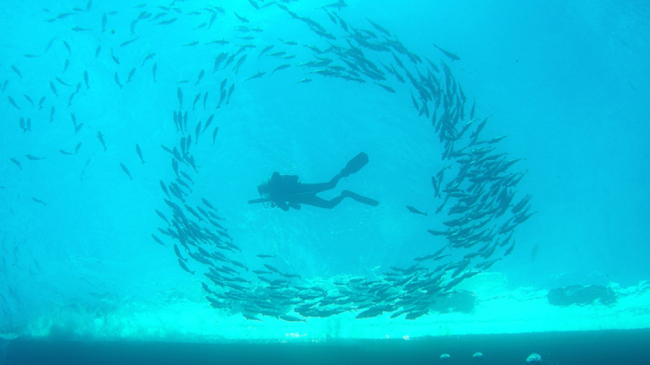 A diver is surrounded by a ring of fish at Flower Garden Banks National Marine Sanctuary. 