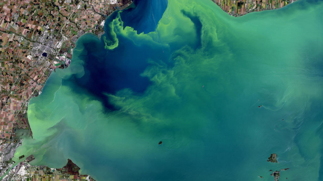 Satellite image of a harmful algal bloom.
