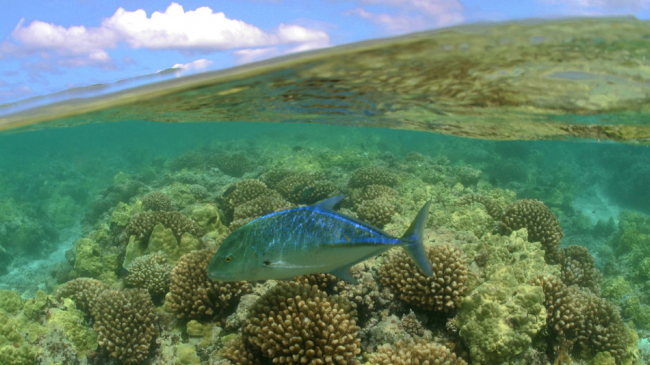 The Northwestern Hawaiian Islands are home to more than 7,000 marine species, including the Bluefin Trevally. 