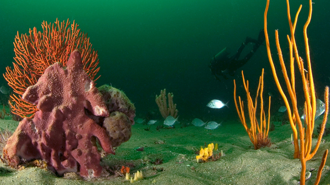 Diving with sponges.