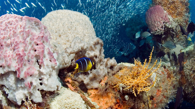 Grays Reef National Marine Sanctuary.
