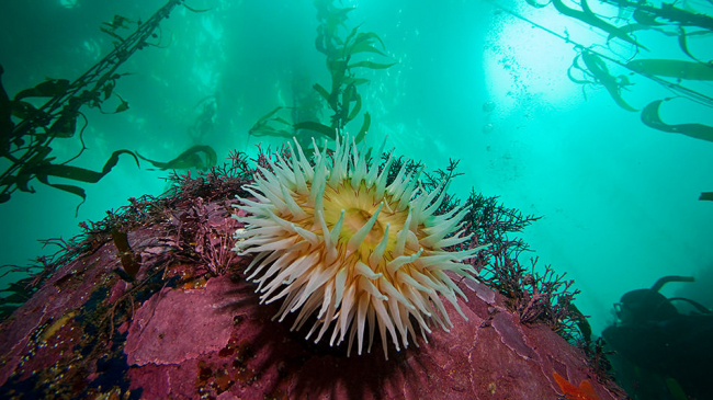 The kelp forests of Monterey Bay National Marine Sanctuary.