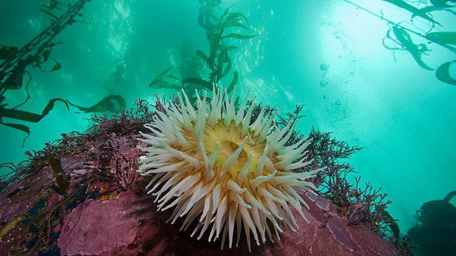 Kelp forests within Monterey Bay National Marine Sanctuary.