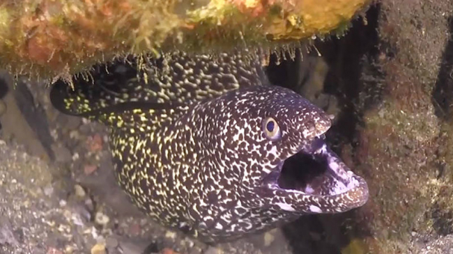 A moray eel within Flower Garden Banks National Marine Sanctuary.