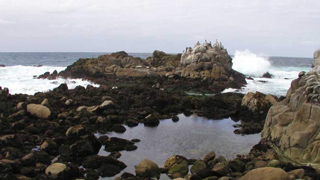 Point Pinos tide pools in Monterey County.