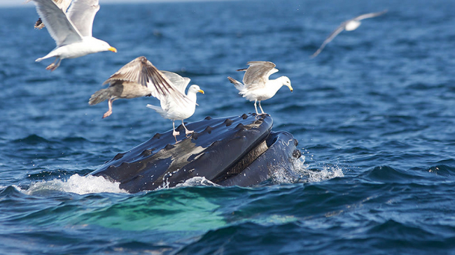 Birds are vital members of ocean ecosystems.