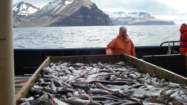 Fishermen harvest walleye pollock in Alaska.