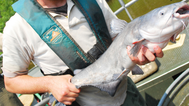 Blue catfish are an invasive species in the Chesapeake Bay, but lucky for us they are also pretty tasty. Blue catfish found in Chesapeake Bay tributaries are now caught and sold commercially.