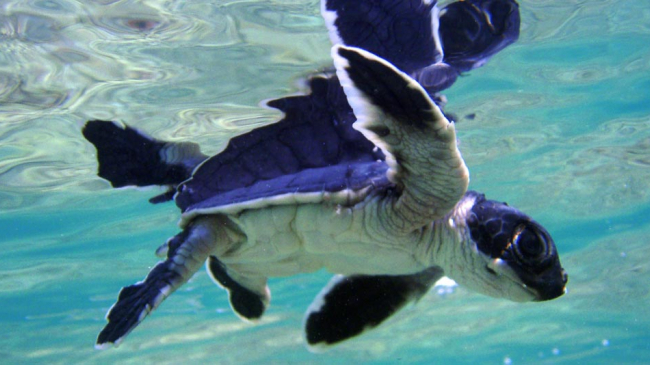 Green sea turtle hatchling swimming at French Frigate Shoals, Northwestern Hawaiian Islands.

