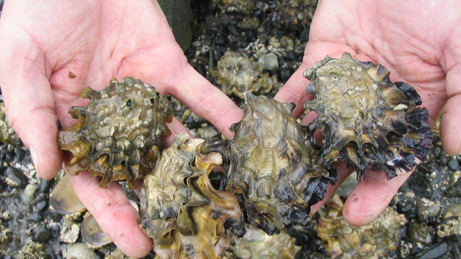 A handful of cultchless oysters, or “singles," grown for the half-shell (raw) market.