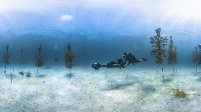 Coral reef nursery in NOAA Florida Keys National Marine Sanctuary