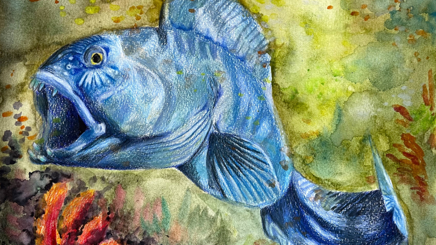 Artwork of a blue wolffish with sharp teeth and a yellow eye.