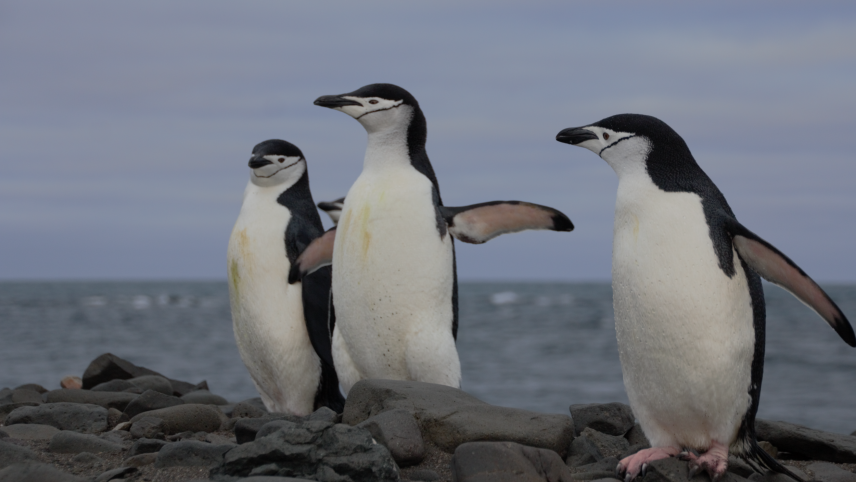 Three penguins stand on a rocky coast. One penguin looks off to the distance with its wings spread. Another stands stoically, and a third looks at the first one, wings spread. The penguins have black backs and white fronts, with the exception of black markings that look like a helmet with a thin chin strap running under their chin.