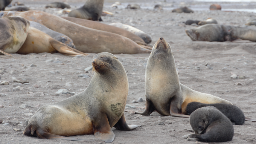 The adult seals rest near their pup, who looks to be cleaning itself. In the background, several other seals can be seen resting on the rocky beach.