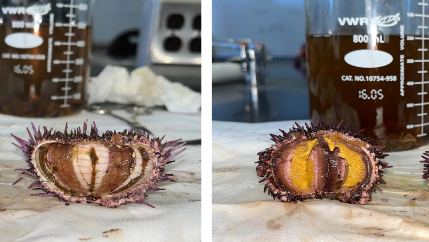 A purple sea urchin, which resembles a spiky, partially flattened ball, is cut in half lengthwise is placed on a lab bench in front of a graduated cylinder filled with a dark liquid. The bisected urchin on the left looks hollow. The one on the right looks similar, but richer in color and with three evenly spaced clumps of yellow tissue resembling orange slices along the inner walls of its body.