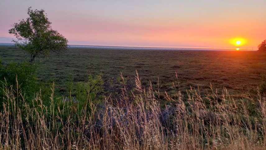 A fiery orange sunrise lights up the sky in pale shades of pink and purple over the marsh of China Camp State Park. A sparse row of high, dry grass in the foreground gives way to dense, green vegetation that leads out to calm ocean waters in the distance that reflect the sunrise..