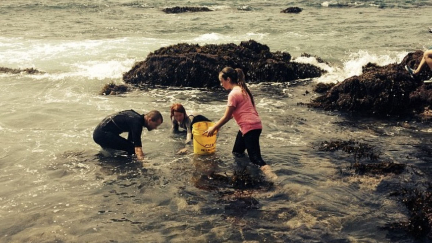Devynn holds a bucket, knee height in water in a rocky intertidal area characteristic of the Pacific coast. An adult in a wet suit and another child reach into the water as if grabbing something.