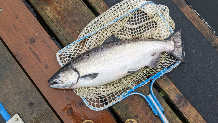 A fishing net lying on a wooden dock with a salmon overtop it. 