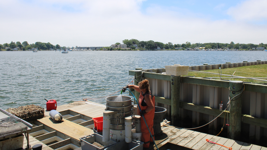 A woman stands on a dock that looks to be used for oyster farming tasks. She is spraying water from a hose into a series of connected metal cylinders. There are PVC pipes coming out of the cylinders that empty into bins. 