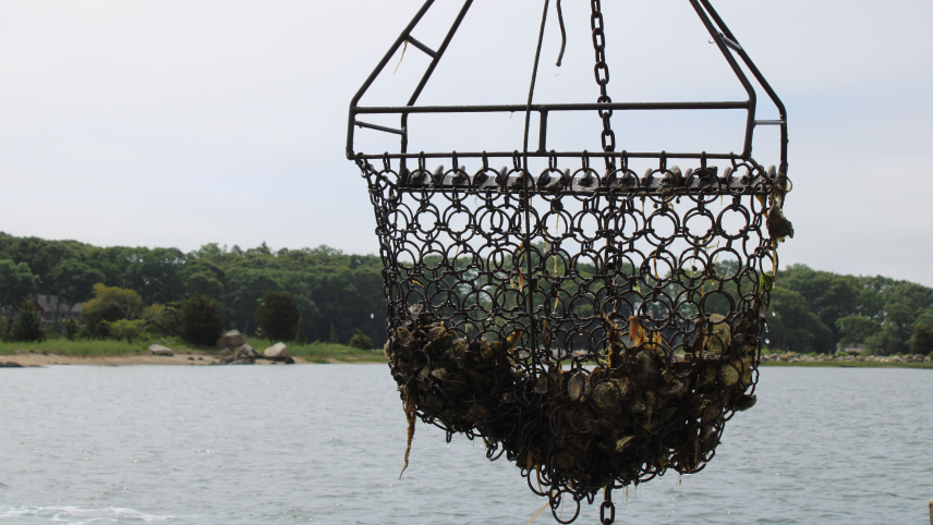 A basket made of connected metal rings that looks to be full of oysters is lifted out of the water by equipment that is out of sight.
