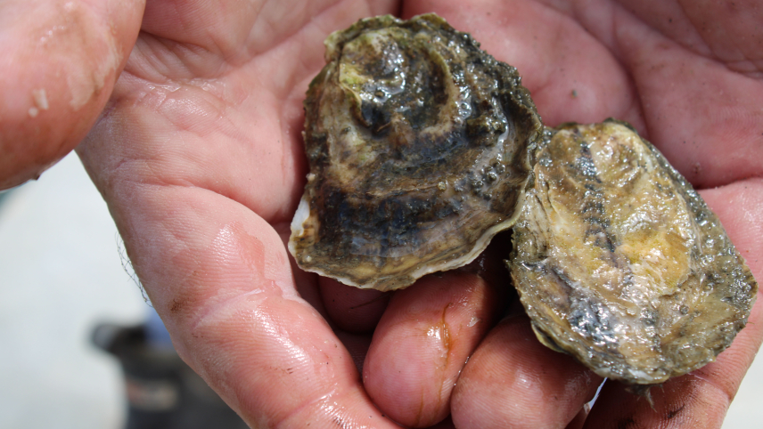 A close-up someone's hands cupping two oysters that look to have been freshly pulled from the water.