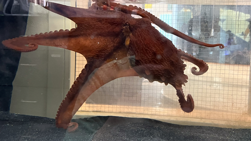 A brownish-red octopus hovers near the top of an aquarium tank.