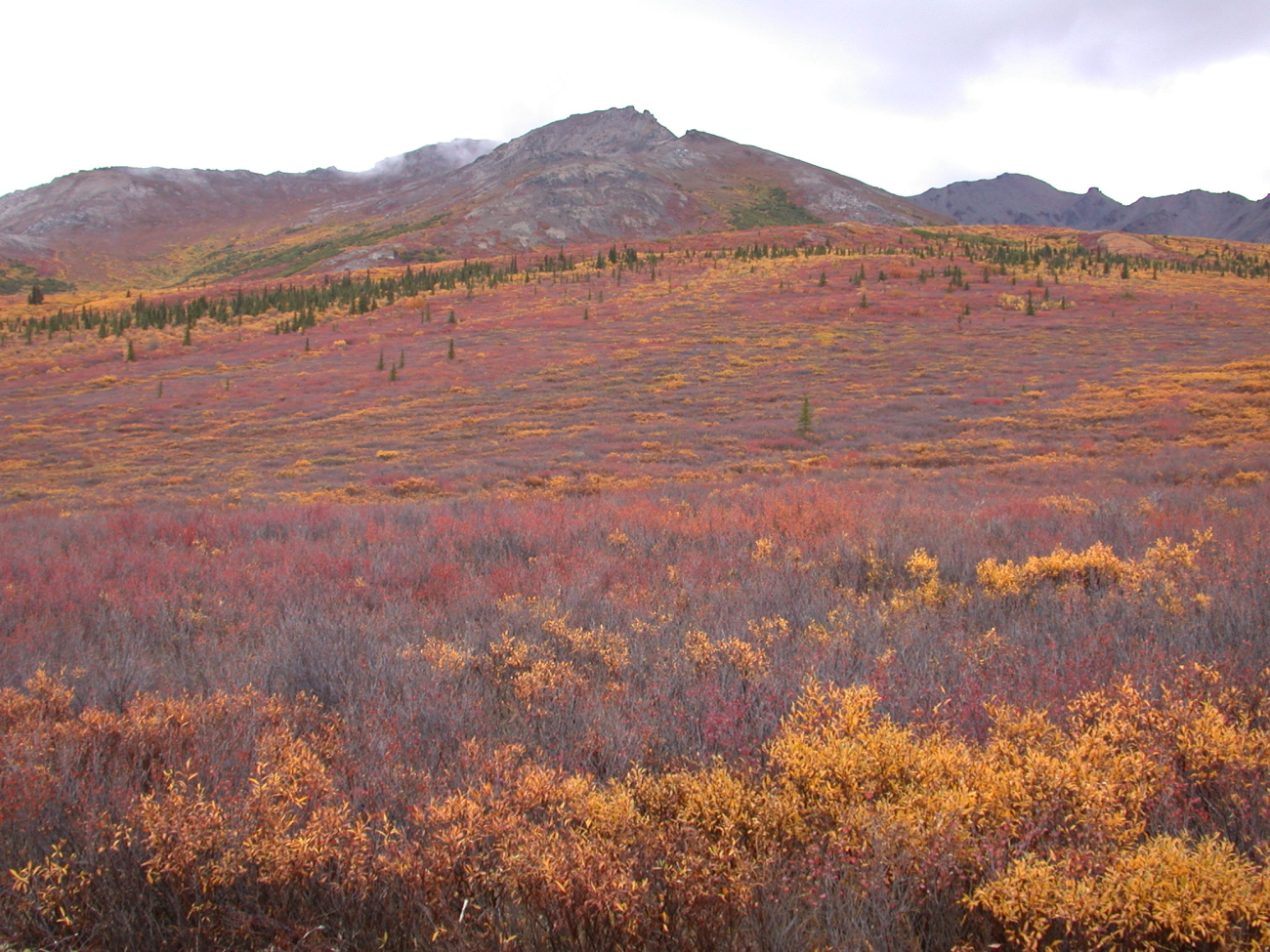 Fall colors, stunted evergreens, and barren alpine mountains of South CentralAlaska