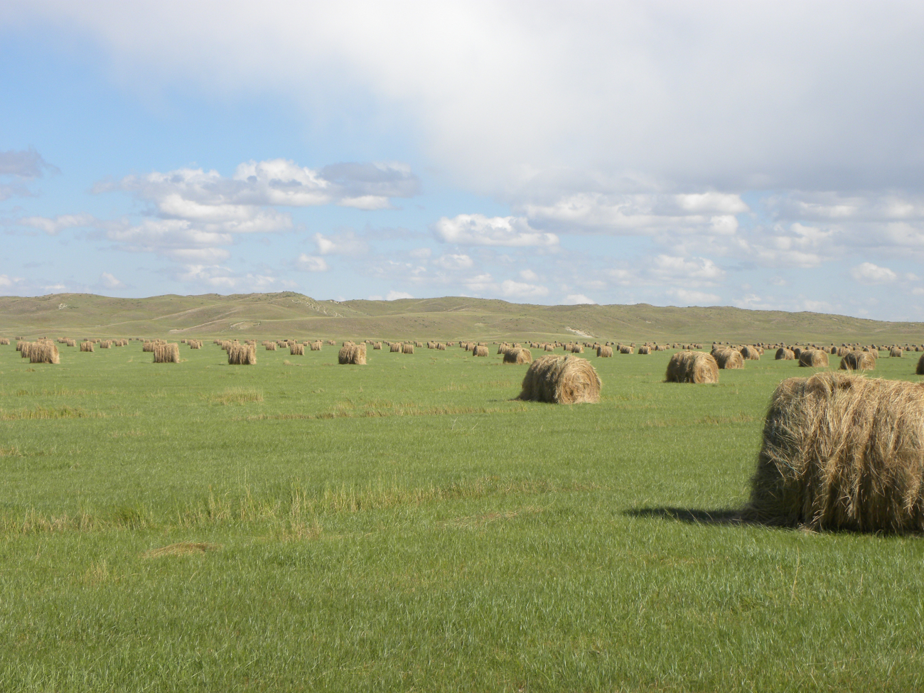Rolled bales of hay west of Brownlee in the sand hills