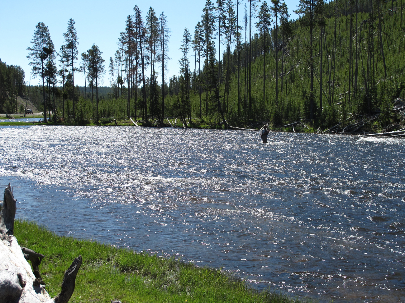 A fly fisherman enjoys a glorious summer day on the Firehole River