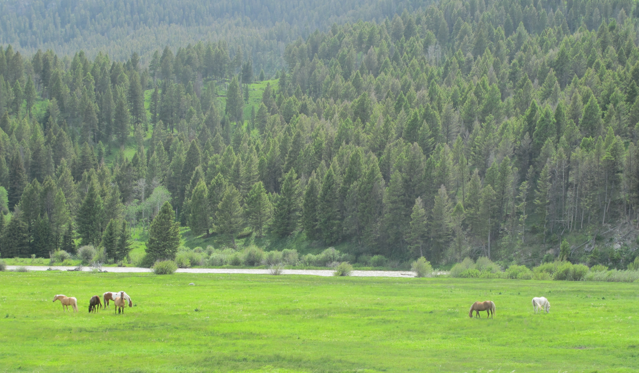Horses grazing in beautiful pasture along the Madison River Valley