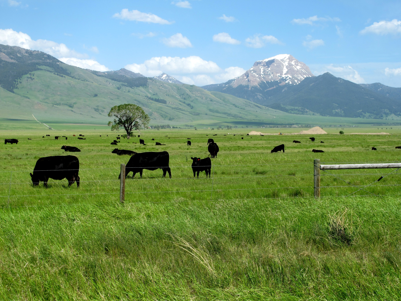 A cattle ranch in the Madison River Valley accentuated by a striking mountainpeak